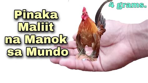 manok na maliit|Grabe ang Liit ng Manok .